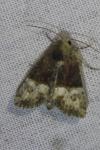 Mesoligia furuncula