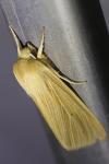 Mythimna pallens