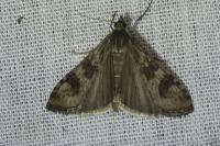 Nomophila noctuella