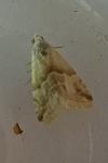Eublemma parva