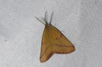 Lythria purpuraria