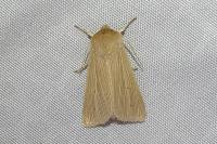 Mythimna pallens