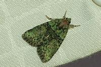 Cryphia algae