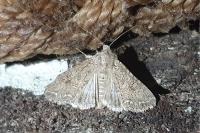 Anarta trifolii