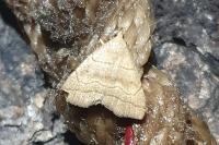 Herminia tarsicrinalis
