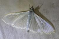 Palpita vitrealis