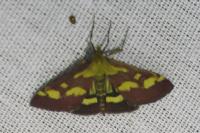 Pyrausta purpuralis