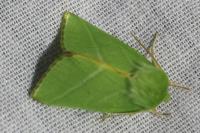 Pseudoips prasinanus
