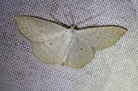 Scopula immutata