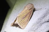 Denticucullus pygmina