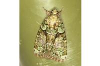 Cryphia algae
