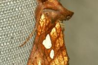 Plusia festucae