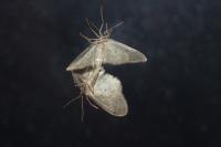 Idaea seriata