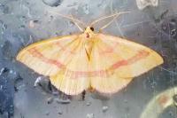 Rhodostrophia calabra