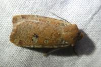 Conistra erythrocephala