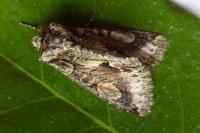 Allophyes oxyacanthae