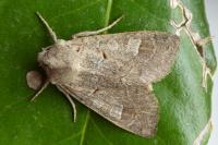 Ammoconia caecimacula