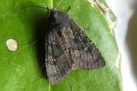 Aporophyla nigra