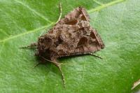 Ctenoplusia accentifera