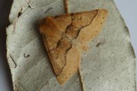 Crocallis tusciaria