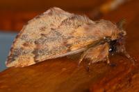 Ptilophora plumigera