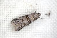 Acrobasis romanella