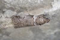 Acrobasis legatea