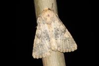 Polymixis dubia