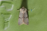 Ammopolia witzenmanni