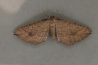 Coenocalpe millierata