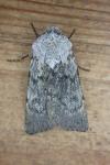 Agrotis simplonia