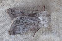 Agrotis simplonia