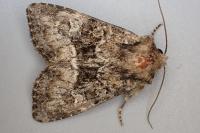 Apamea illyria