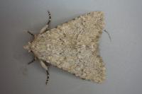 Apamea platinea