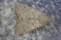 Apamea platinea