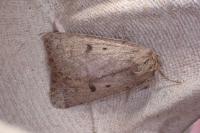 Athetis pallustris