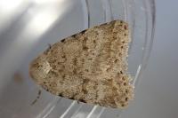 Caradrina clavipalpis