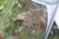 Caradrina clavipalpis