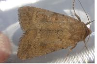 Caradrina morpheus