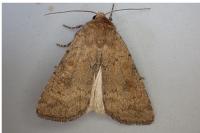 Caradrina morpheus