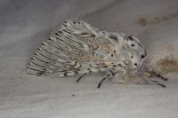 Cerura vinula