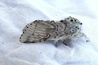 Cerura vinula