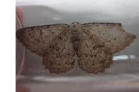 Charissa ambiguata ambiguata