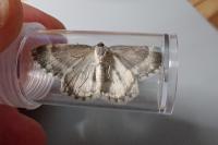 Charissa glaucinaria