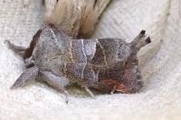 Clostera pigra