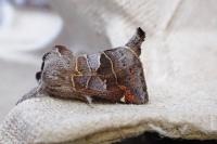 Clostera pigra