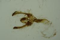 Cucullia lucifuga