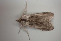 Cucullia lucifuga