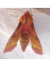 Deilephila porcellus