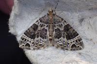 Ecliptopera silaceata